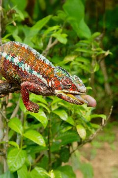 Zázraky divočiny: Madagaskar – plakát