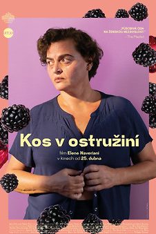 Kos v ostružiní – plakát