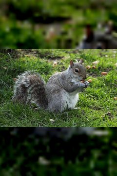 Tajemství lesa – plakát