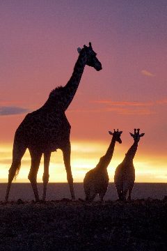 Masai Mara: Křižovatka divočiny – plakát