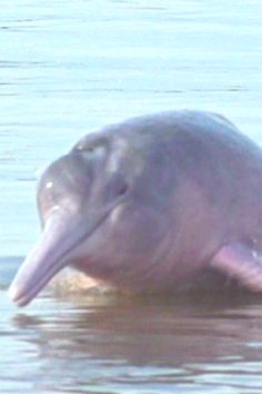 Záhada růžového delfína – plakát