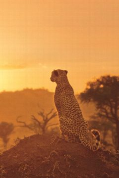Serengeti – plakát