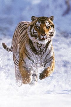 David Attenborough: Život savců – plakát